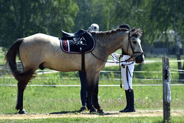 apuestas_caballos_carreras_8